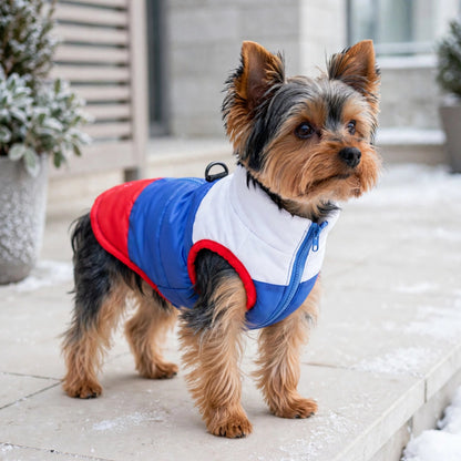 Yorkshire en manteau chien hiver blanc bleu et rouge en promenade en laisse sur un trottoir enneigé
