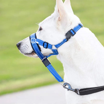 Muselière chien licou anti-traction berger suisse bleu
