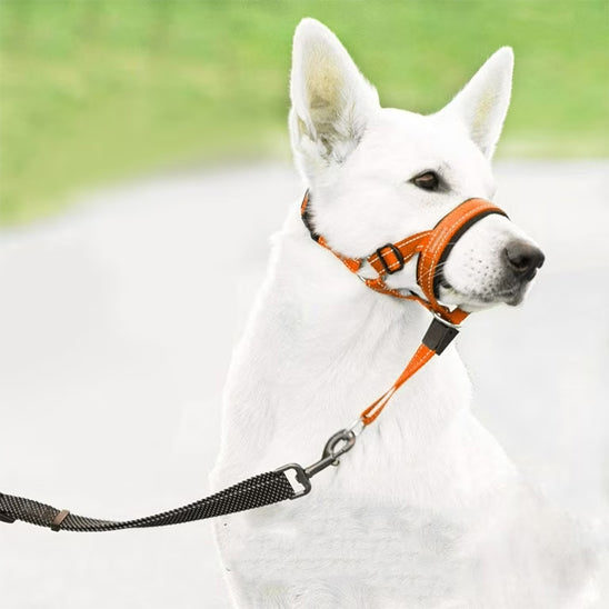 Muselière chien licou anti-traction berger suisse orange