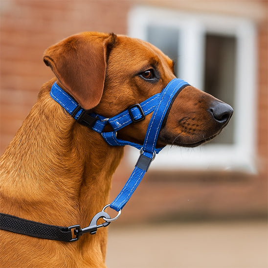 Muselière chien licou anti-traction vizsla bleu