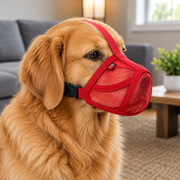Golden retriever portant la muselière anti-aboiement rouge, museau bien enveloppé dans la maille
