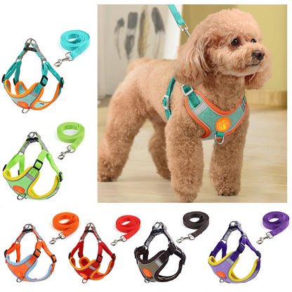 Harnais chien | Couleurs vives