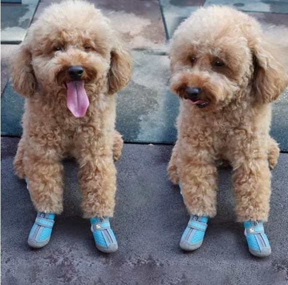 Chaussure chien antidérapante durable caniche bleu
