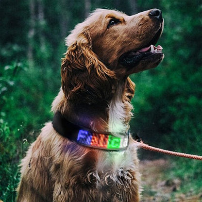 Collier lumineux chien personnalisable