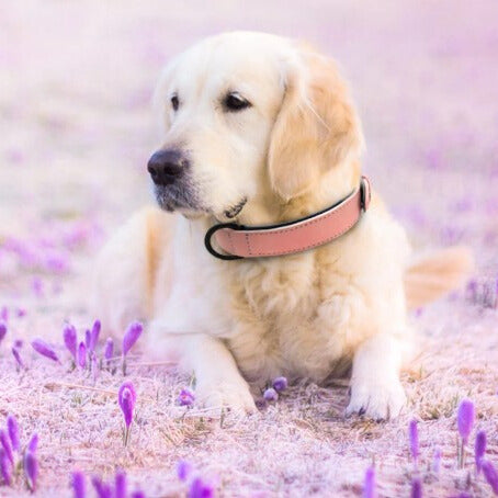Collier chien cuir | Doux et rembourré