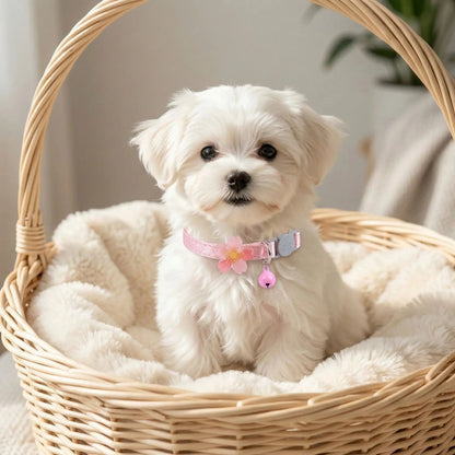 collier chien dentelle fleur lumineuse bichon