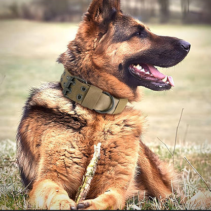 Collier chien | tactique et durable