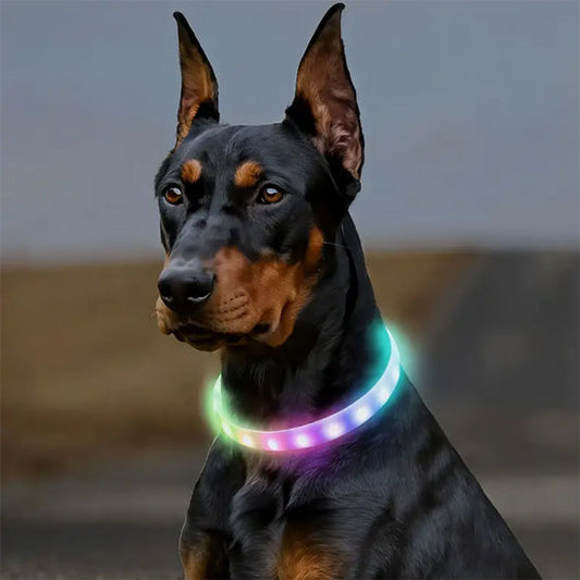 collier chien lumineux rechargeable perle doberman multicolore