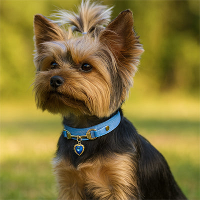 collier pour chien coeur océan yorkshire bleu
