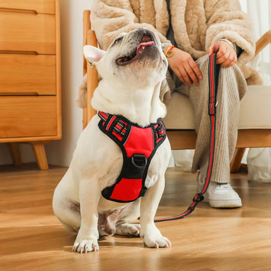 Harnais chien réfléchissant et coloré chien assis