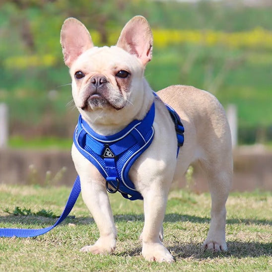 harnais chien bleu