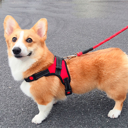 harnais chien dehors route