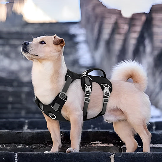 harnais chien escalier