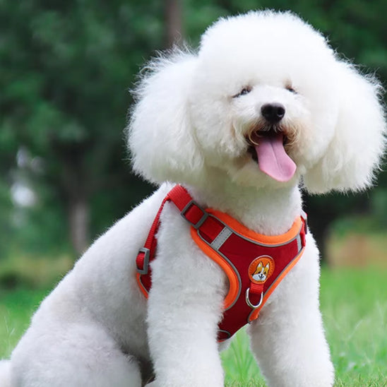 harnais chien face devant rouge