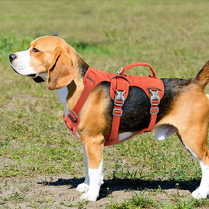 harnais chien face gauche