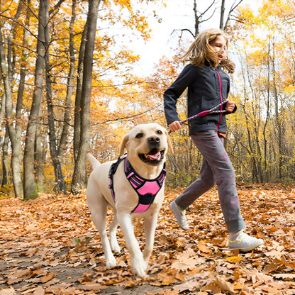 harnais chien marche foret