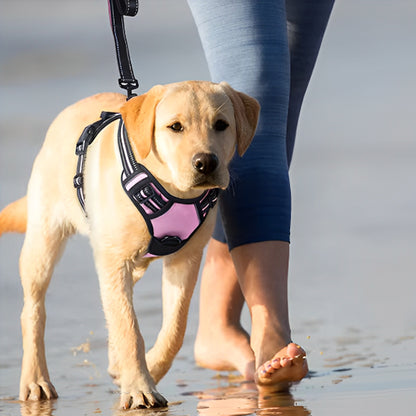 harnais chien marche