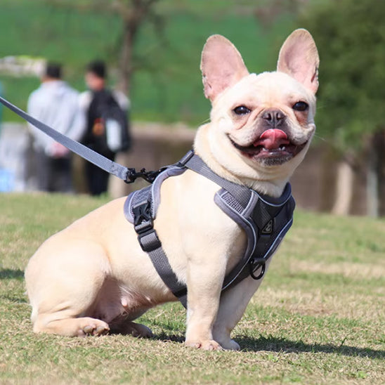 harnais chien noir