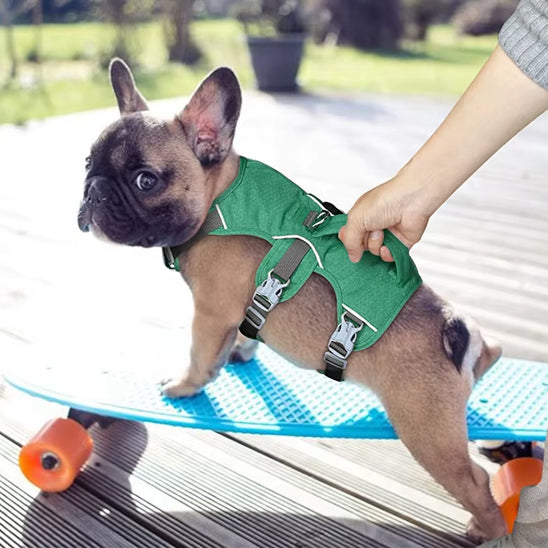 harnais chien petit skateboard