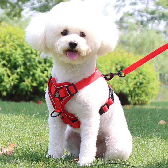 harnais chien rouge