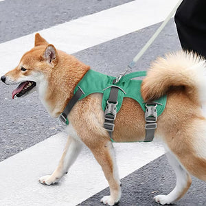harnais chien route face gauche