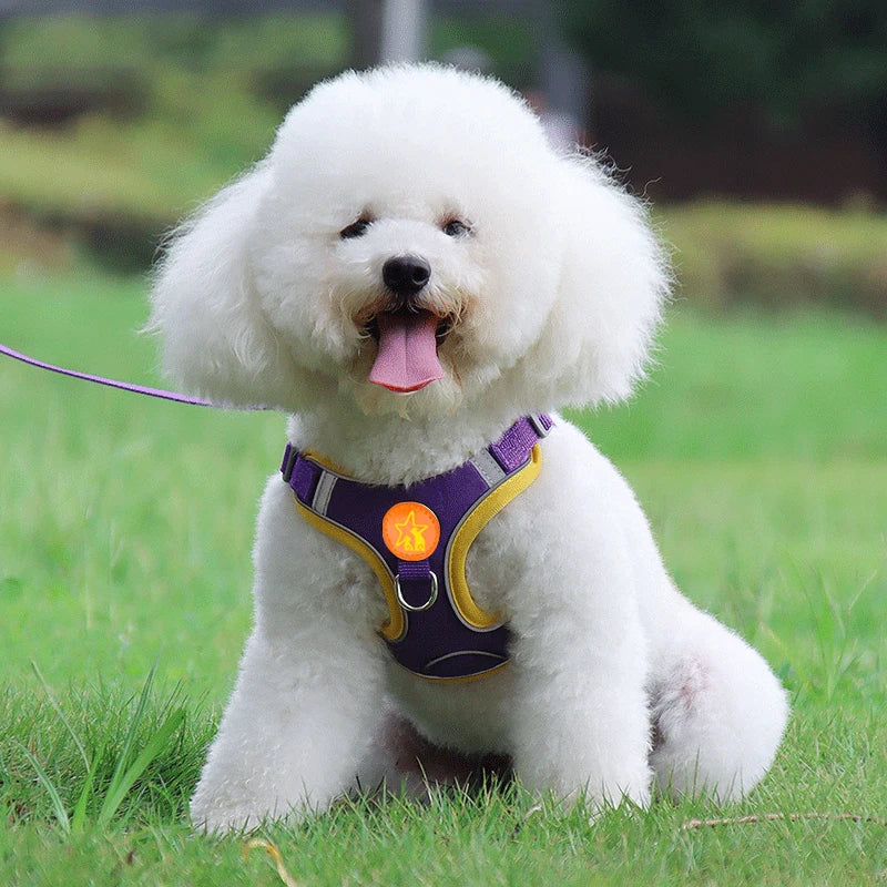 harnais chien anti-traction 2 attaches violet bichon