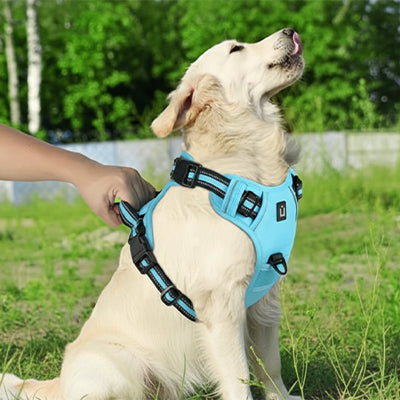 Harnais chien anti-traction | rembourré - couleur pâle
