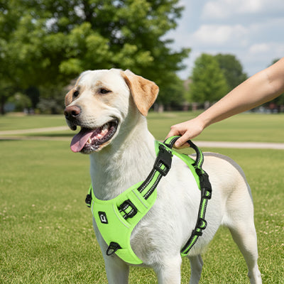 Harnais chien anti-traction | rembourré - couleur pâle