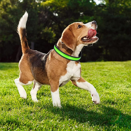 Collier pour chien lumineux | rechargeable