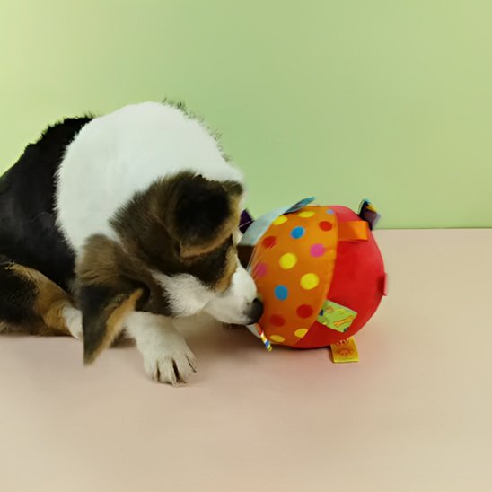 Jouet chien balle interactive chien  jour balle