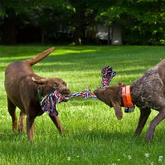 Jouet pour chien corde noeud deux chiens jouent