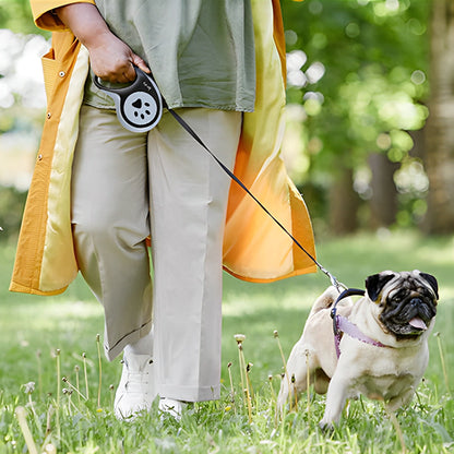 laisse pour chien face devant