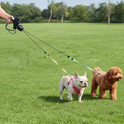 laisse enrouleur double lumière bouledogue doodle parc