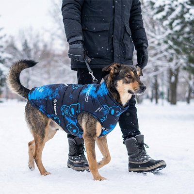 Manteau pour chien design coloré bleu marche extérieur