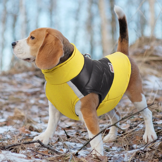 Manteau pour chien | Chaud et matelassé