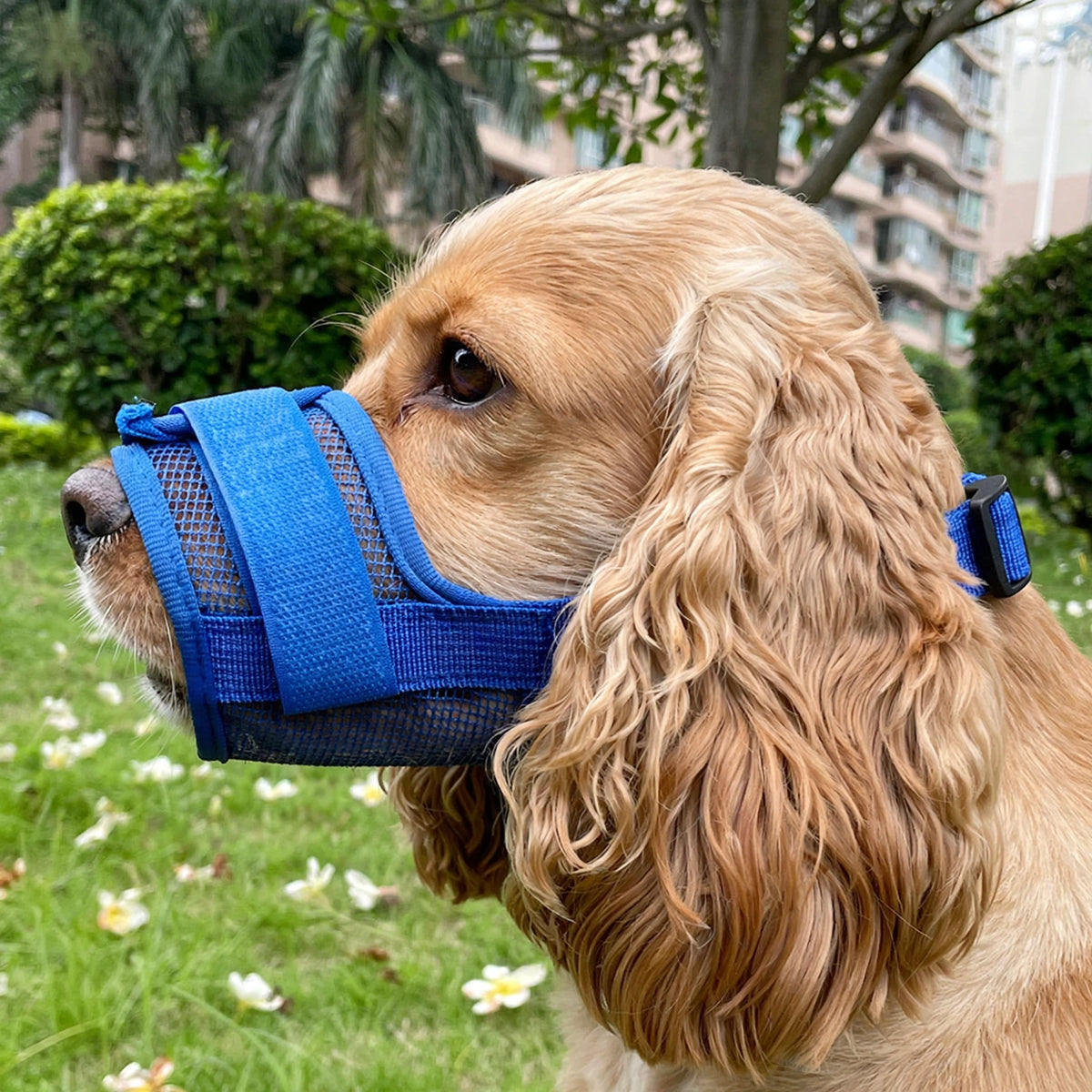 Cocker spaniel portant la muselière bleue en nylon et filet dans un jardin 