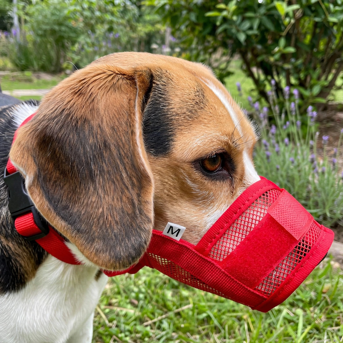 Beagle portant la muselière rouge en nylon et filet dans un jardin
