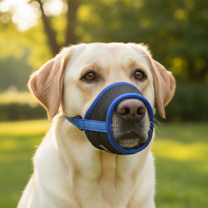 muselière anti-aboiement sangle élastique bleu labrador