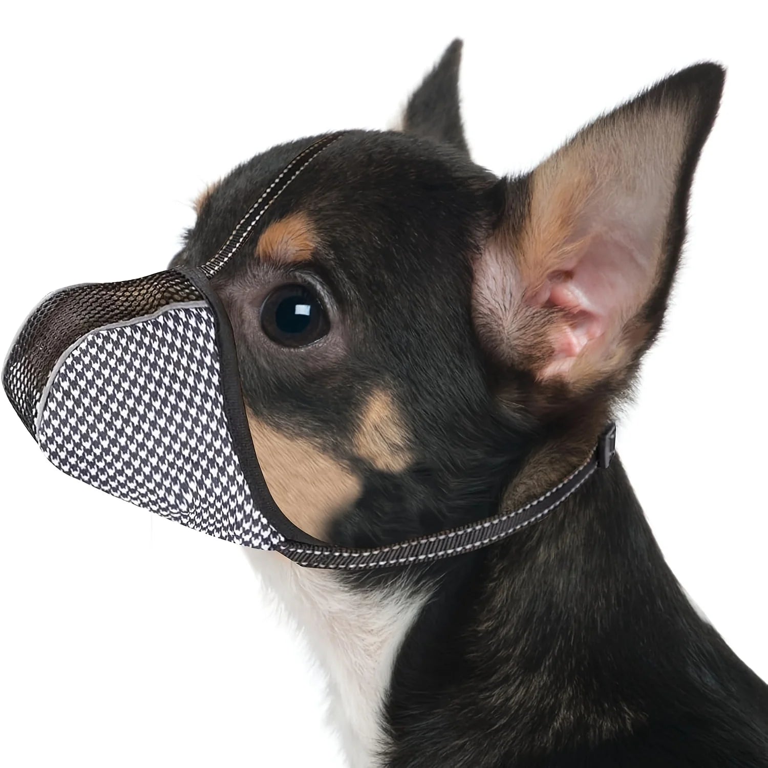 muselière anti aboiement petites races chihuahua modèle
