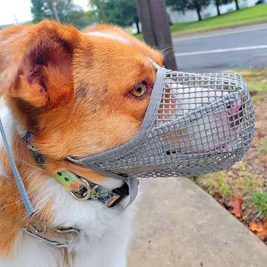 muselière pour chien mailles souples durables berger australien gris