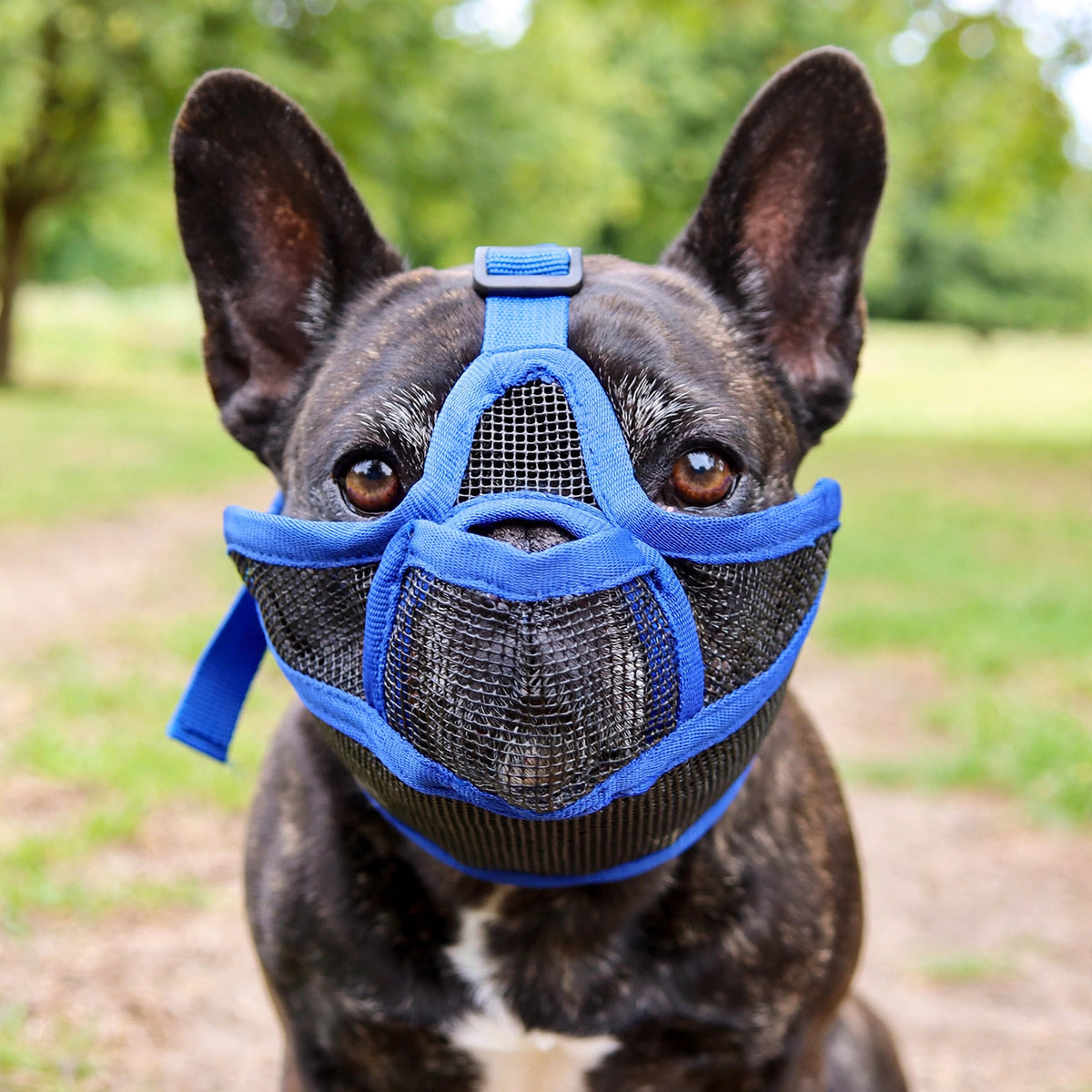 Bouledogue français portant une muselière pour chien manchon en maille noire à bordures bleues, en extérieur