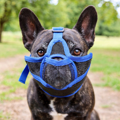 Bouledogue français portant une muselière pour chien manchon en maille noire à bordures bleues, en extérieur