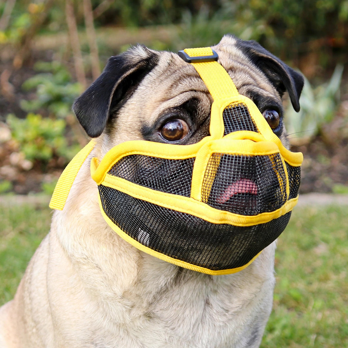 Carlin en extérieur portant une muselière pour chien manchon en maille noire à bordures jaunes